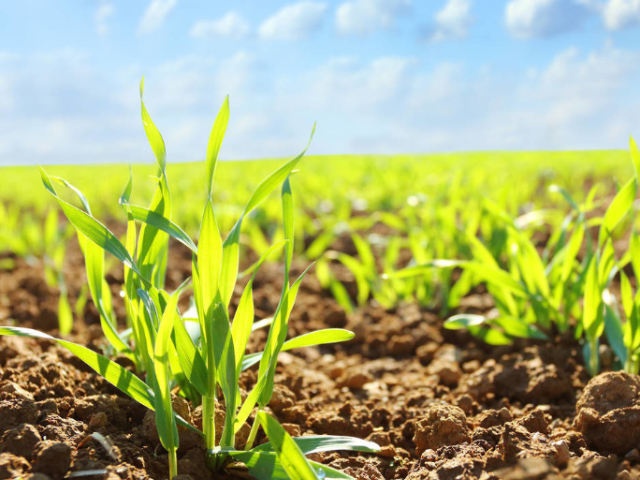 Fertilizer industry